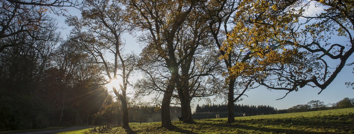 Trees in a field with sun shining through them