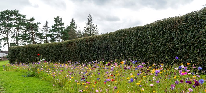 Example of biodiversity work, field with different flowers grown next to the grass area