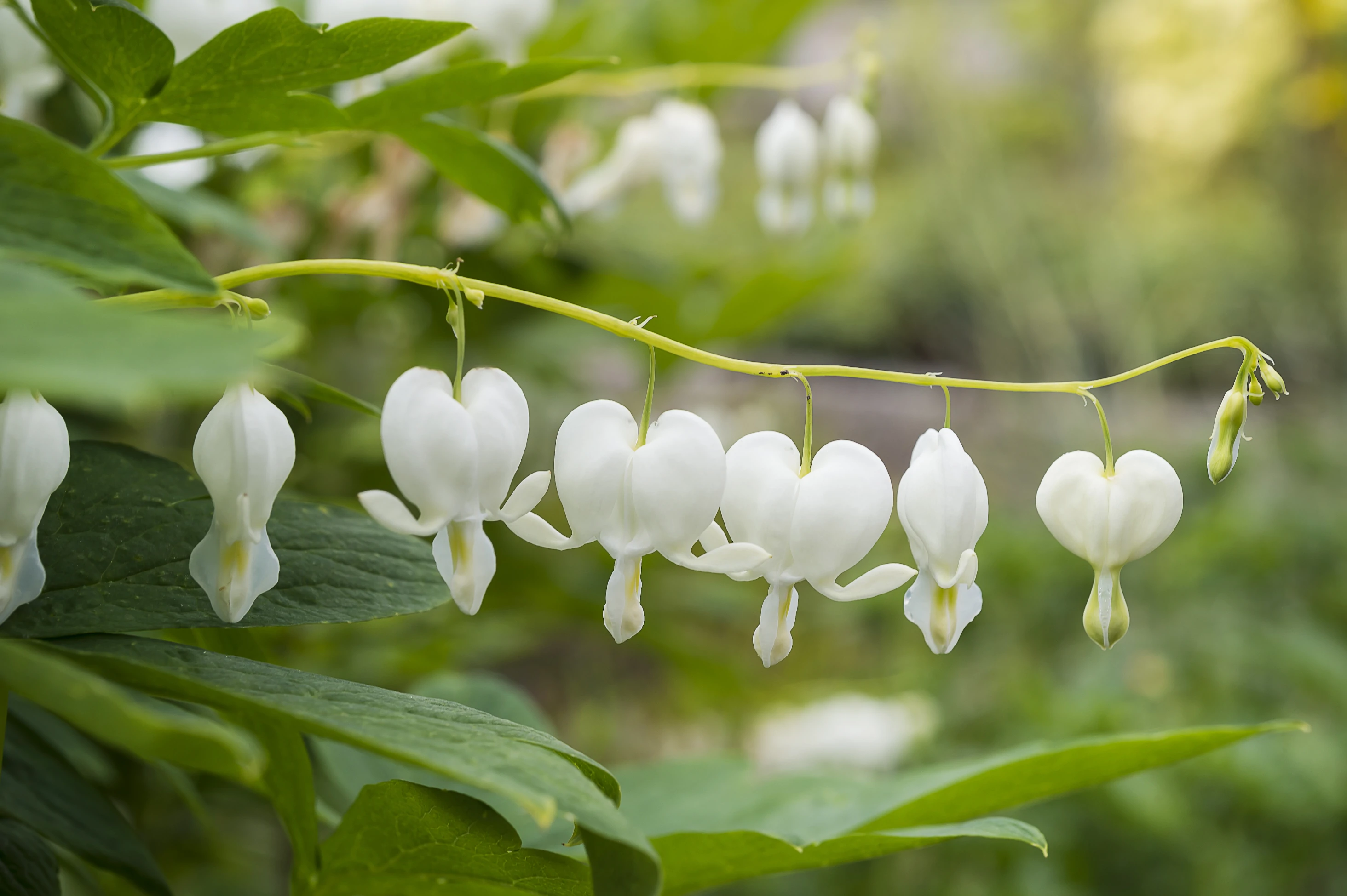 White heart shape flowers