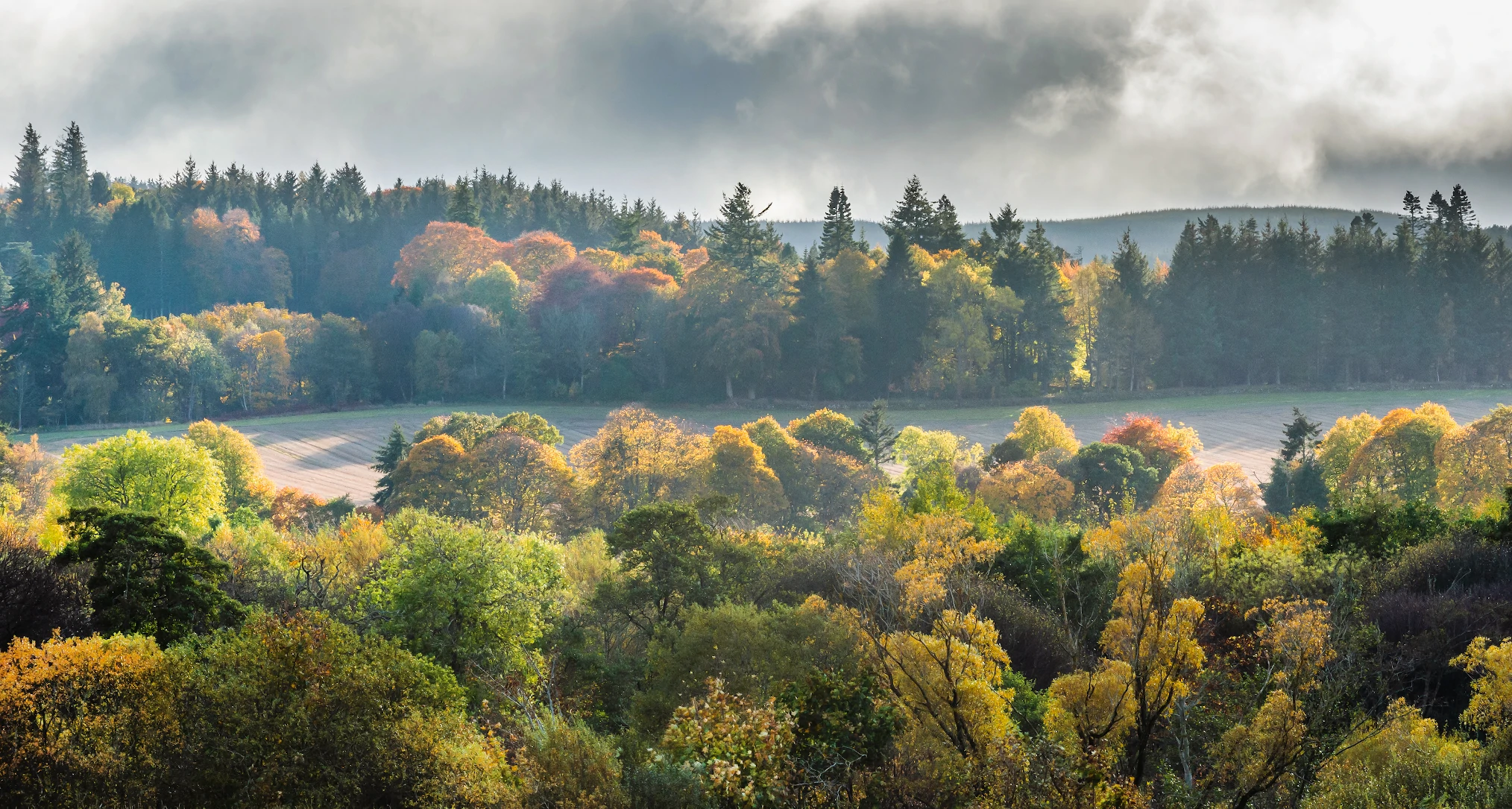 Vibrant autumnal colours on trees, River Dee at Drumoak