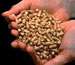 wood pellets