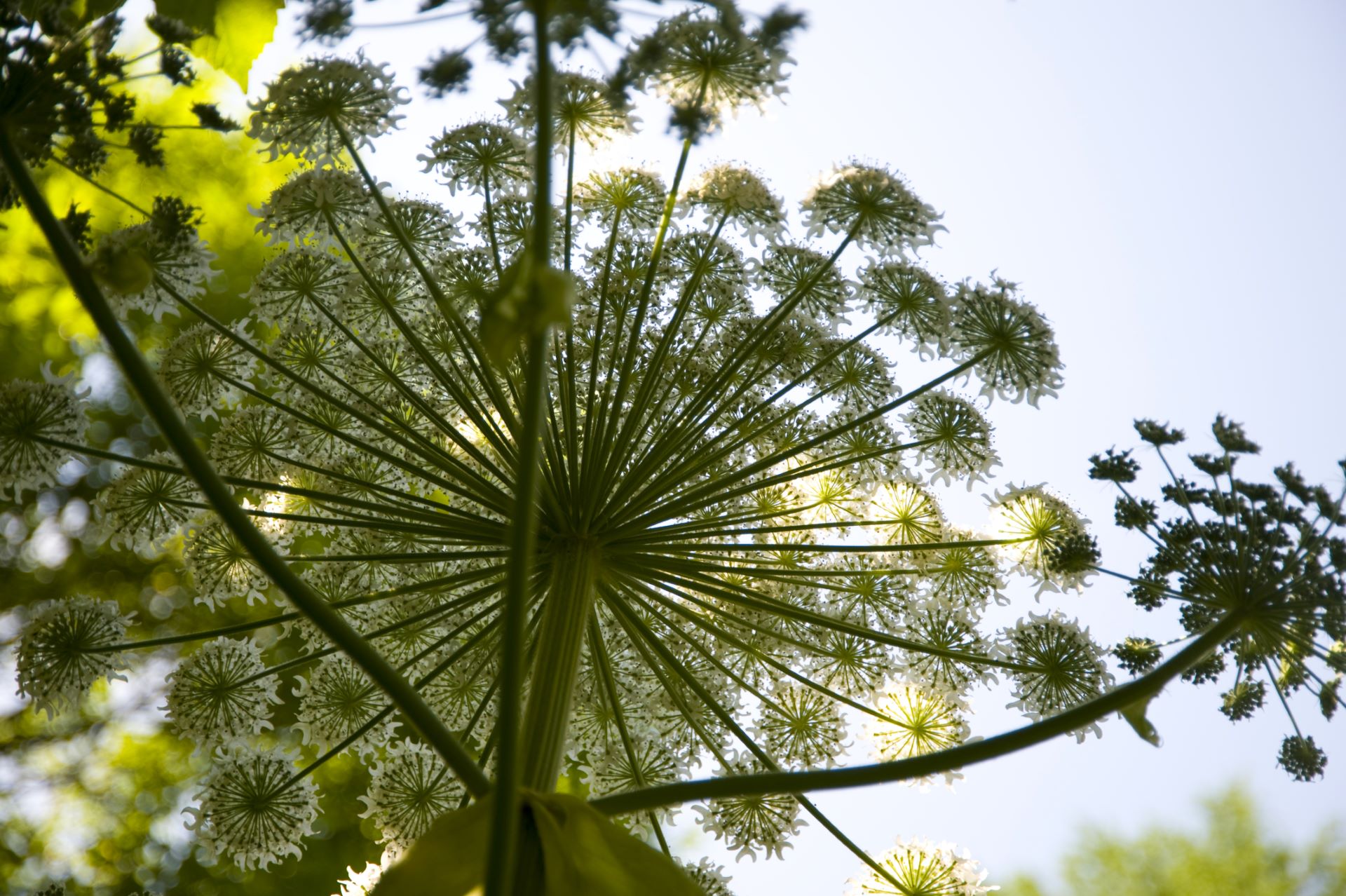 Mature giant hogweed