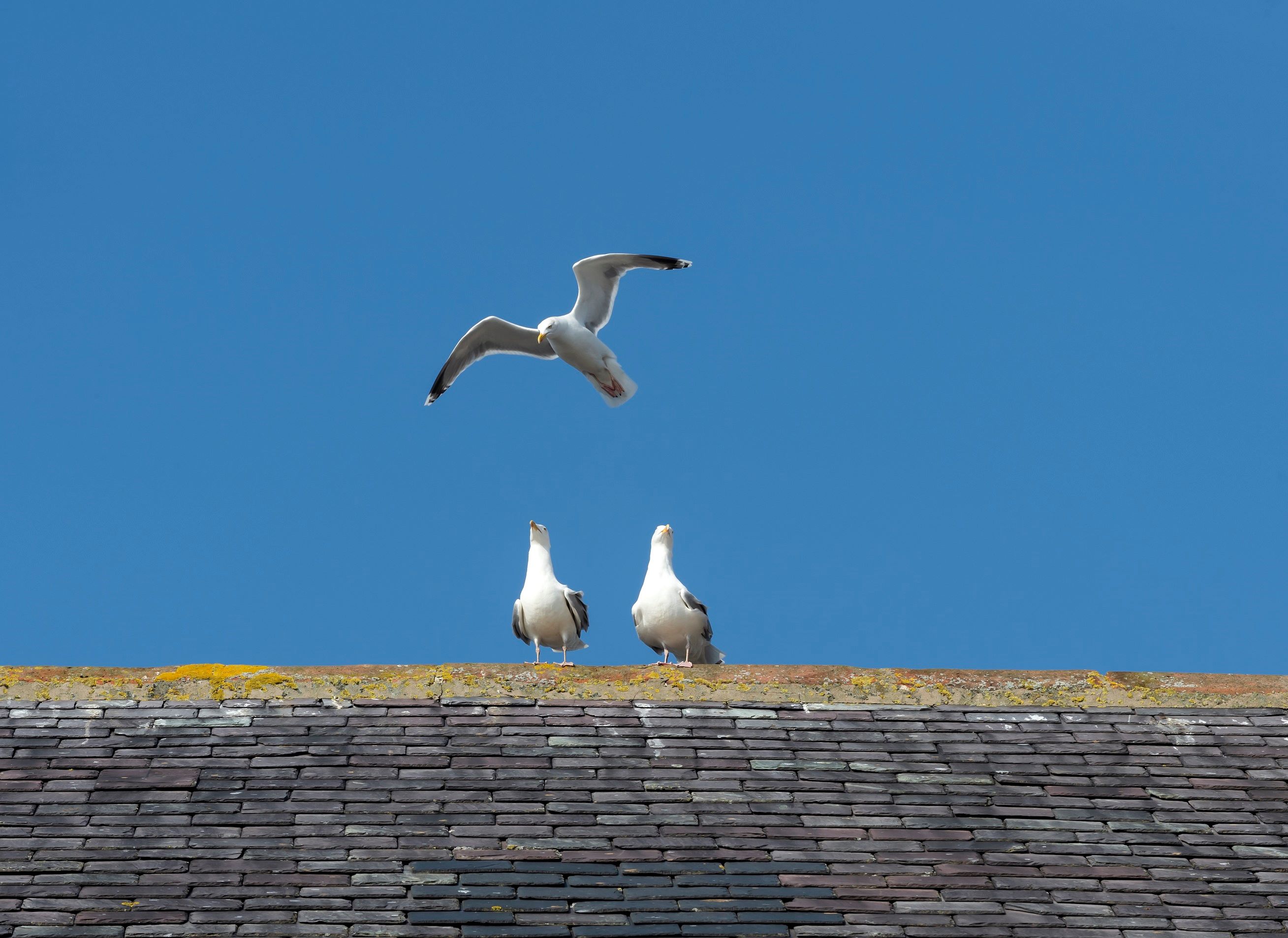 A picture of two gulls sitting on a rooftop with a third flying overhead against a bright blue sky