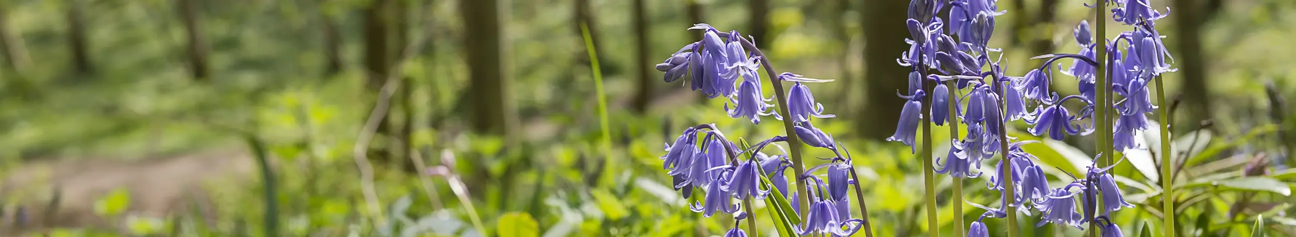 Bluebells with woodland in the background at the Dunnottar Woodland Park