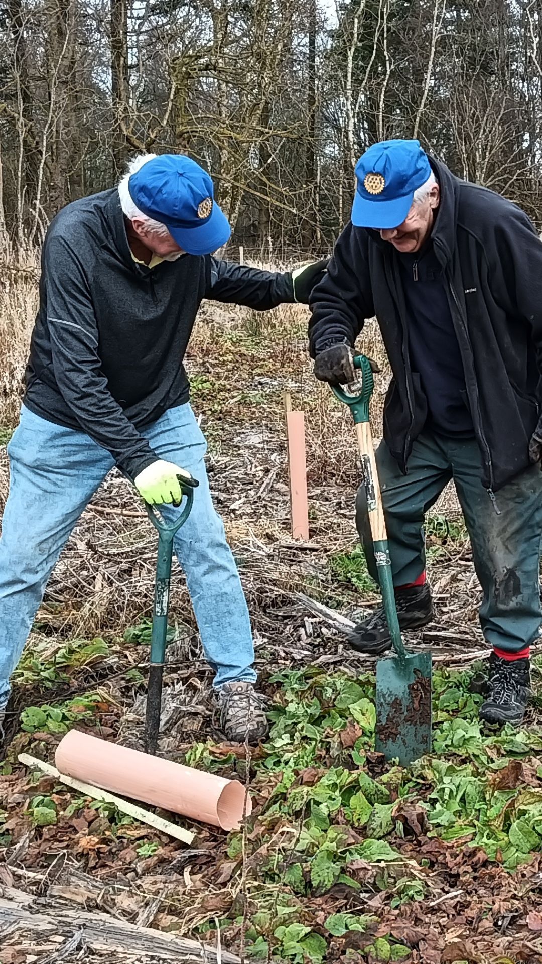 Replanting at Haddo