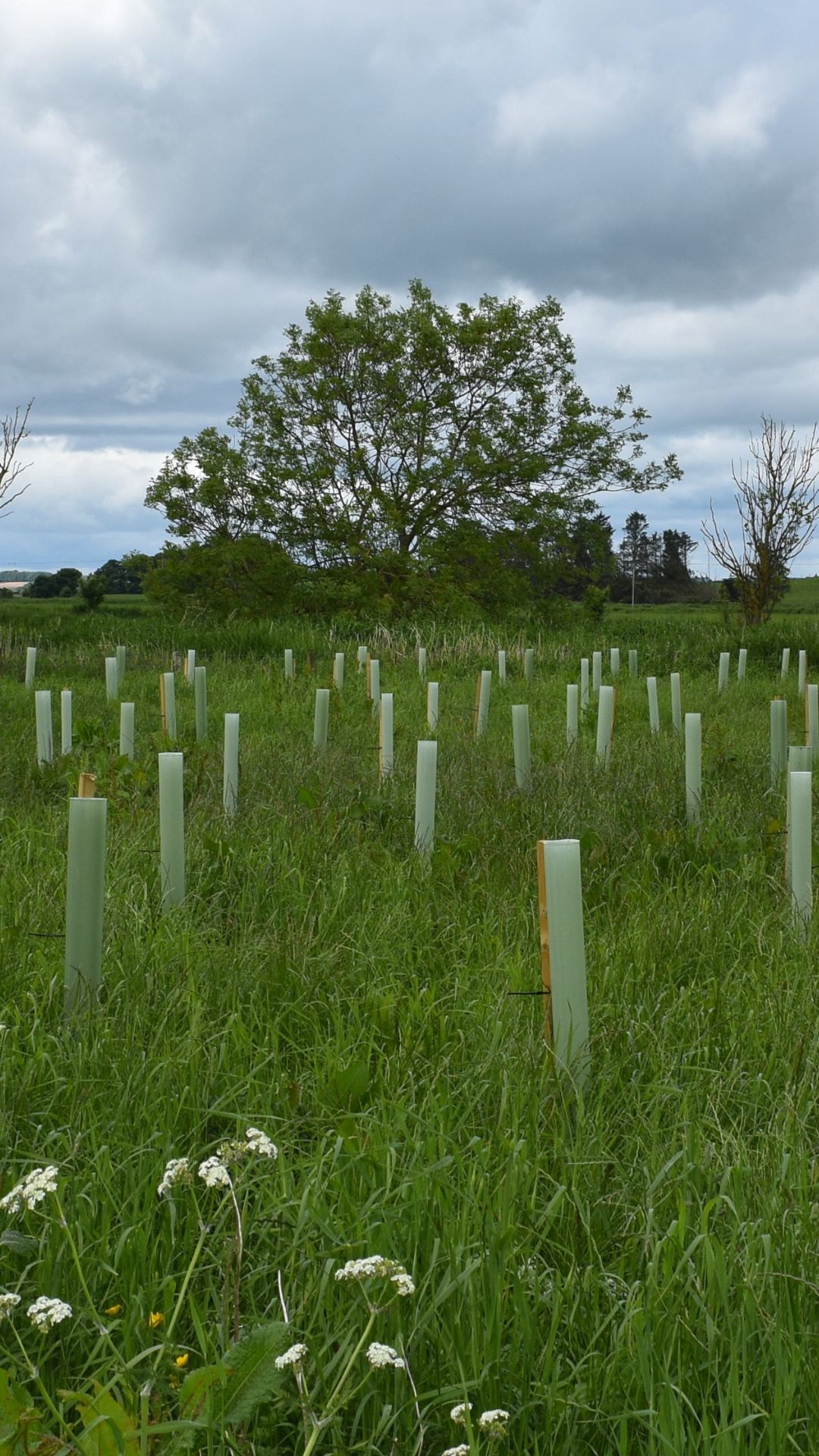 Trees planted on farmland