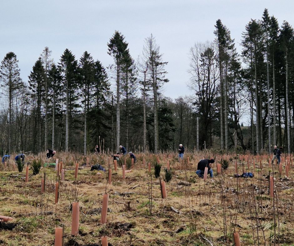 Replanting at Haddo